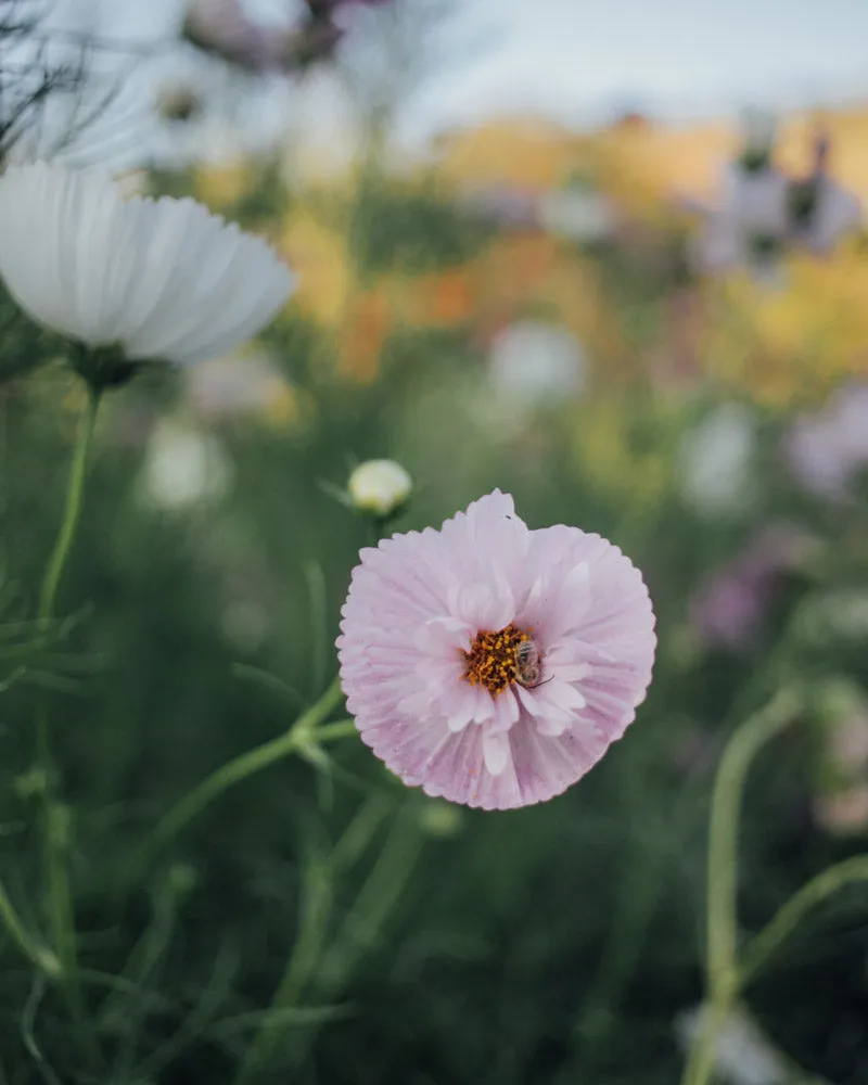 Cosmo Mix Seed Bundle